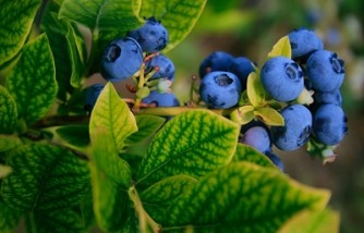 Blueberry Consumption Helps Muscle Growth and Repair in Women, Study Proves