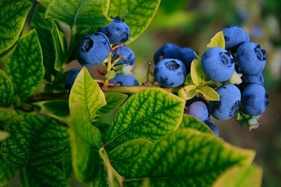 Blueberry Consumption Helps Muscle Growth and Repair in Women, Study Proves