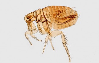 5 Effective Steps on How to Get Rid of Fleas in House