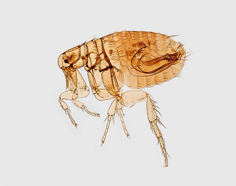 5 Effective Steps on How to Get Rid of Fleas in House