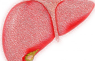 Liver Cells Grow in Pig Lymph Nodes, Study Proves [Humans Soon to Undergo Clinical Trials]