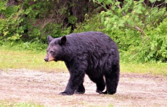 Mom Dies After Black Bear Attacked Her [Family Are Trained and Experienced in Wilderness]
