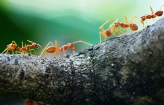 How to Get Rid of Ants in the House: Easy Ways That Do Not Use Harmful Chemicals