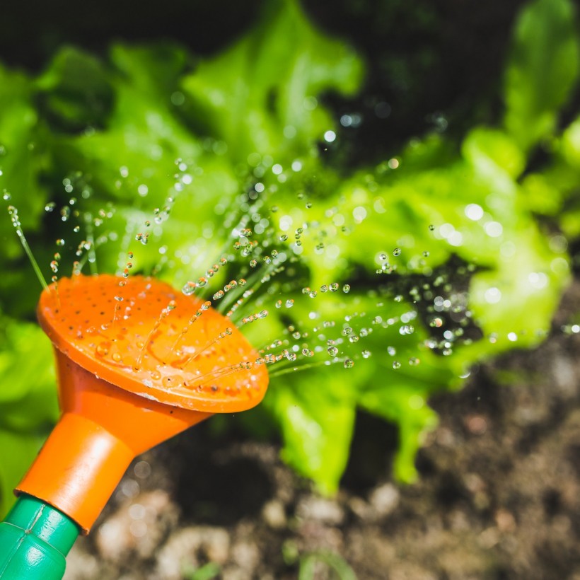 Home Gardening Tips for Beginners That Are Easy to Follow