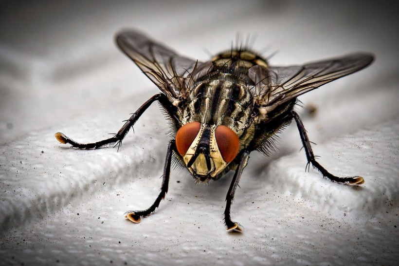 how to get rid of fruit flies, easy and effective