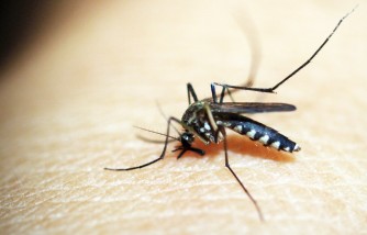 How to Prevent Mosquito Bites: Four Easy Steps That Parents Could Follow