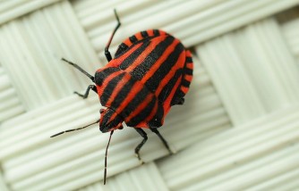 How to Get Rid of Stink Bugs Using Home Remedies [5 Easy Ways]