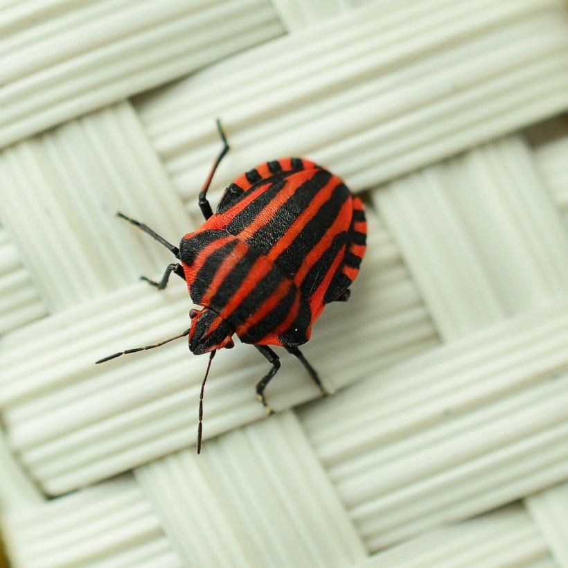 How to Get Rid of Stink Bugs Using Home Remedies [5 Easy Ways]