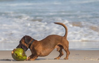 Coconut Oil for Dogs: Reasons Why Should You Even Consider Giving It