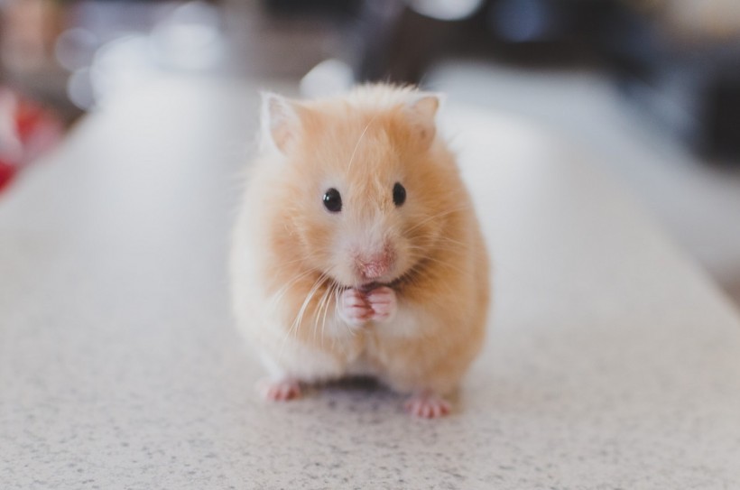how to get rid of mice, ways to eliminate them