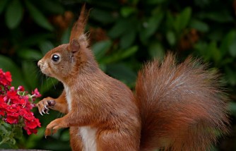 How to Get Rid of Squirrels at Home: Follow These Three Easy Steps