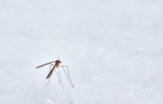 ways to repel mosquitoes at home, naturally