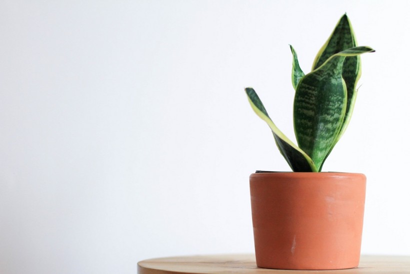 best indoor plants for clean air, tips to keep them green