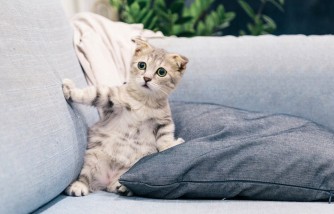 Tips for Making Your Move into a New Home Easier on Your Pets