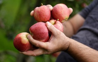 Massachusetts Farm Apologizes to a Black Family Accused of Stealing Apples