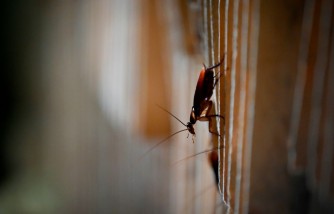 4 Natural Ways to Get Rid of Cockroaches at Home