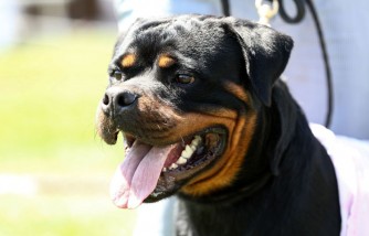 Toddler Mauled by His Family's 3 Rottweilers Dies