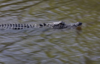 Florida Snipers and Rescue Divers Save Mother and Son in Alligator-infested Pond