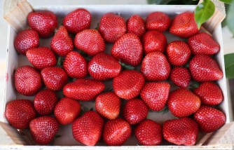 Strawberries Recalled in Connection with Hepatitis A Outbreak in the US and Canada