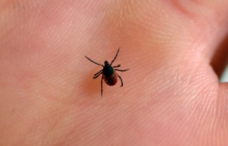 Ticks Found on Children in Park Sparks Fears of Incurable Lyme Disease