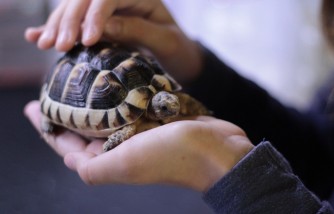CDC: 15 Cases of Salmonella Outbreak  Linked to Handling Pet Turtle