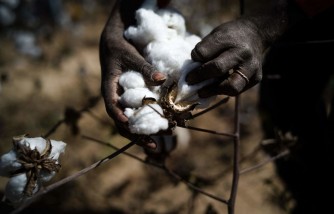 Black Mom Files Lawsuit Against LA School After Daughter Suffered Trauma Over Cotton-picking Project