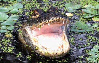 Texas Dad Wrestles Alligator Blocking His Doorstep To Take Daughter to First Day of School