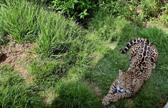 Charges Filed Against Texas Mom Who Illegally Trafficked a Jaguar Cub to California