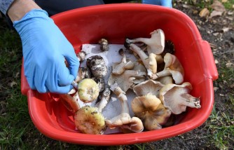 Massachusetts Mom And Son Hospitalized With Severe Liver Damage After Consuming Mushrooms They Foraged For Dinner