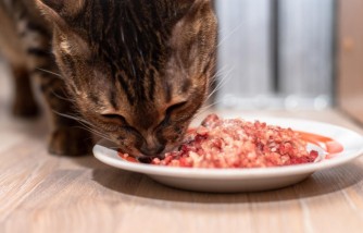 What to Expect When You Switch Your Pet to a Raw Diet