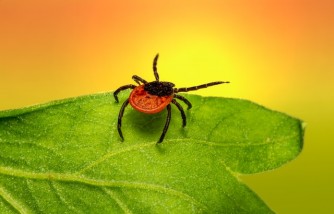 Stay Tick-Free This Summer: Essential Tips to Prevent Tick Bites