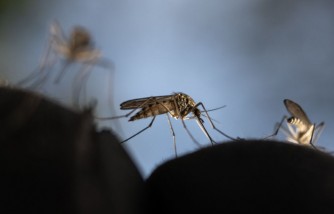 CDC Issues Health Alert: Local Malaria Cases Detected in Florida, Texas