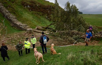 Sycamore Gap Tree at Hadrian's Wall Fell Overnight: 16-Year-Old Arrested in Shocking Act of Vandalism 