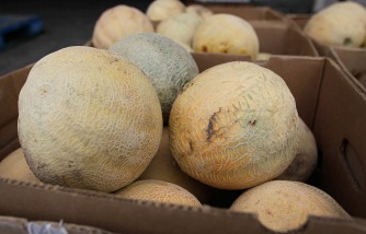 Salmonella Outbreak Worsens: Recall Expanded for Cantaloupes as Cases Double Across 32 States