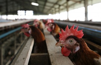 The Exclusive Poultry Los Angeles Faces $3.8 Million Child Labor Penalty for Hiring Minors 
