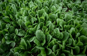 Urgent Spinach Recall: Listeria Threat Forces Fresh Express and Publix to Pull Products 