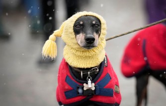 10 Easy Ways to Keep Your Dog Warm This Winter
