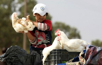 Cambodia Reports 4th Bird Flu Case, Brother of 9-Year-Old Boy Who Recently Died From the Virus 