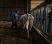 Texas Dairy Worker Who Contracted Avian Flu Didn't Exhibit Influenza Symptoms Instead Suffered Pinkeye