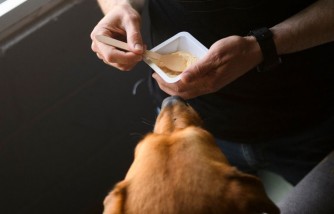 Pedigree Dog Food Recall: Mars Petcare Issues Alert Over Metal Contamination