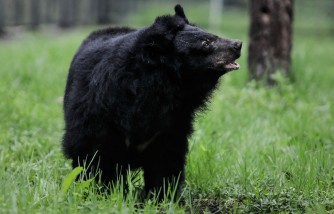 3-Year-Old Child Now Recovering After Surviving Black Bear Attack at a Campground in Montana