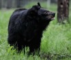 Arizona Teen Survives Nasty Facial Scratches From Black Bear Attack in Family Cabin