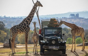 Texas Family's Safari Trip: Giraffe Grabs 2-Year-Old Daughter in Truck, Lifting Into The Air