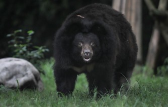 71-Year-Old Woman Dies in California’s First Documented Fatal Black Bear Attack